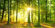 See the Forest Through the Trees | Spirituality+Health