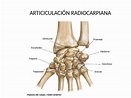 Articulacion de la muñeca | Diapositivas de Anatomía | Docsity