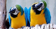 Bird Kingdom - world's largest free-flying indoor aviary in Niagara Falls