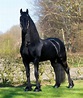 Frisón | Beautiful arabian horses, Horses, Pretty horses