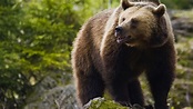 Natur in Schweden: Wo Europas Bären leben