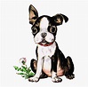 Boston Terrier Puppy Clipart, HD Png Download - kindpng