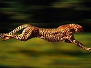 Animal Free Wallpapers: Cheetah Running Wallpapers, Running Cheetah