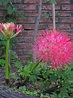 Flor Sombrilla Japonesa o Bola de Fuego. Conocida también como Lirio de ...