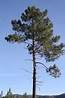 Flora da Serra da Arrábida: Pinheiro-bravo (Pinus pinaster)