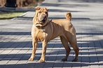 Chinese Shar Pei Dog Breed Information, Images, Characteristics, Health