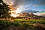 Try These 7 Wine Experiences in South Africa's Stellenbosch Region ...