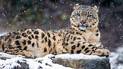 Leopard im winter, schnee, wild lebende tiere 3840x2160 UHD 4K ...