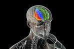 What Is the Function of the Prefrontal Cortex? | Madison Avenue TMS