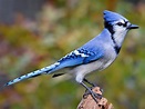 Blue Jay | Celebrate Urban Birds