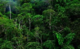 Tropical Rainforest Wallpaper (58+ pictures)