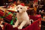 Foto de la película Santa Can 2: Los cachorros de Santa - Foto 11 por ...