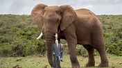 Elefante tira fotografia com o que resta de Juan Carlos