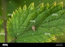 Opilio saxatilis hi-res stock photography and images - Alamy