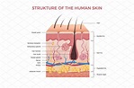 Skin anatomy. Human normal skin | Background Graphics ~ Creative Market