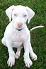 Pin by Yasmyn on cute pics | Dane puppies, Great dane puppy, Dane dog