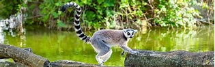 Madagaskar Sehenswürdigkeiten: Die Top 15 Highlights