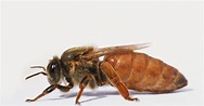 Royal Jelly Isn't What Makes a Queen Bee a Queen Bee | WIRED