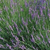Lavandula intermedia 'Dilly Dilly' Lavender from Sandy's Plants