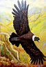 Condor de los Andes | Condor de los andes, Condor dibujo, Dibujos de aves