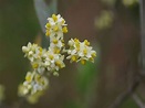 Esencia Floral De Olive (Olivo) – poderfloral.com