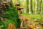 Reino Fungi: características y clasificación - Resumen