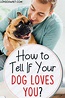 How to Tell If Your Dog Loves You: 10 Signs - Love Of A Pet