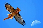 Kitty Hawk Bird