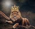King Lion 4K Wallpaper - KoLPaPer - Awesome Free HD Wallpapers