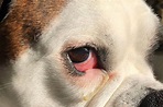 Why Are My Boxer's Eyes Red? | Boxer Dog Diaries