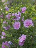 How to Grow Rose of Sharon Hibiscus - Watters Garden Center