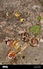 Smashed snails hi-res stock photography and images - Alamy