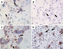 Effects of Lawsonia intracellularis infection in the proliferation of ...