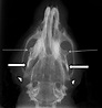 Dorsoventral plain-film radiographic view of rat skull. Thin arrows ...