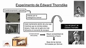 ¿Cuál es la teoría de Thorndike? – quienes.es