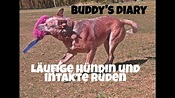 Buddy's diary- Läufige Hündin und intakte Rüden. - YouTube