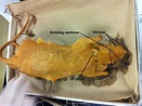 Rat Dissection - Biology 11 Honours - Animalia Labs