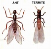 Flying Ants or Termites? | Black Knight Pest Control