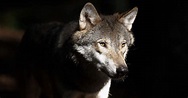 Die Wölfe sind in Gefahr | WWF
