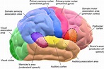 Neocortex | Functions, Anatomical Structure, Facts & Summary