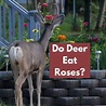 Do Deer Eat Roses? (Everything You Need To Know)
