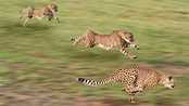 Jaguar Cat Running