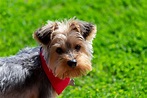 Yorkshire Terrier: Características y cuidados - Naku