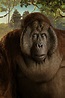 Desktop Wallpapers The Jungle Book 2016 monkey King Louis Movies