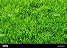 Green grass United Kingdom Stock Photo - Alamy