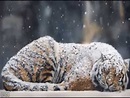 Tigre bajo la nieve - YouTube