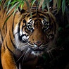 Tigre | Zoologiste.com