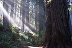 Damnation Creek Trail, Redwoods NP, CA, USA [OC] [6000x4000] : r/EarthPorn