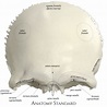 Frontal bone. Anterior view | Anatomy bones, Skull anatomy, Human ...
