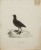ANDERS SPARRMAN, 5 st fågelplanscher ur "Museum Carlsonianum", 1786-89 ...